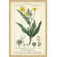 «Botanique Study in Yellow III», reproduction d'impression encadrée-21850456