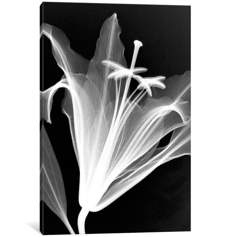 «Lily» par Hong Pham, reproduction sur toile tendue sur châssis, H 26 po x l 18 po x P 1,5 po, Toile tendue, Pas de tapis