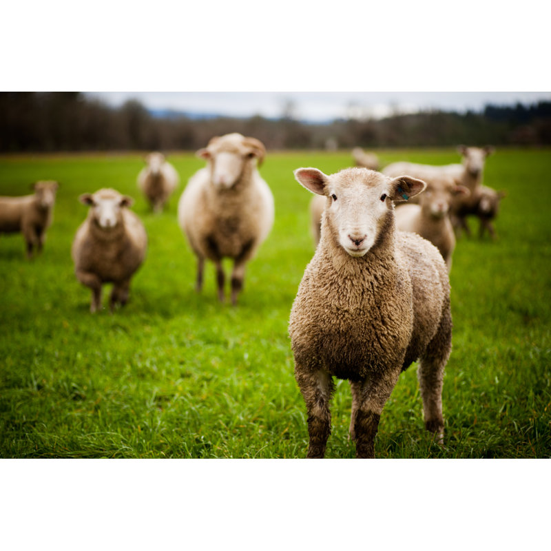 Herd of Curious Sheep 1 Piece Wrapped Canvas Wall Art, 51cm H x 76cm W x 3.8cm D