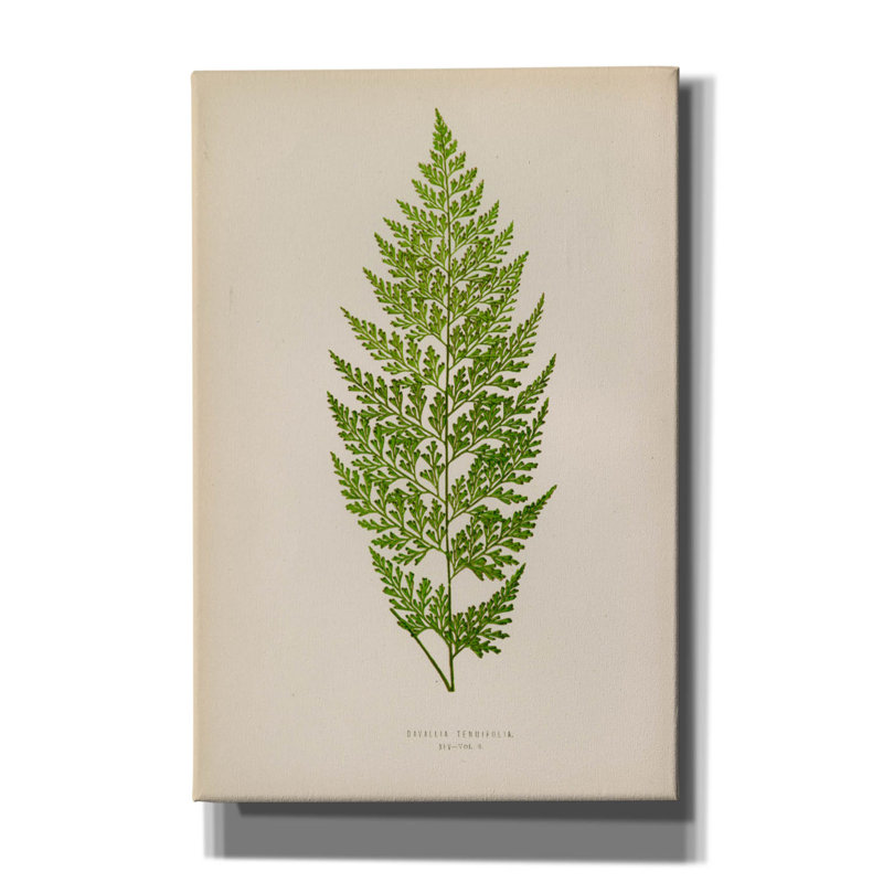 «Davallia Tenuifolia» par Art Licensing Studio, art mural sur toile, H 60 po x l 40 po