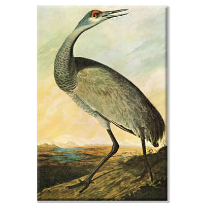 « sandhill grues » par john james audubon, reproduction d’art
