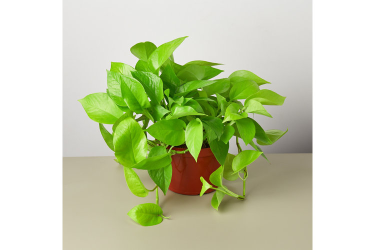 A neon pothos houseplant in a terracotta nursery pot.