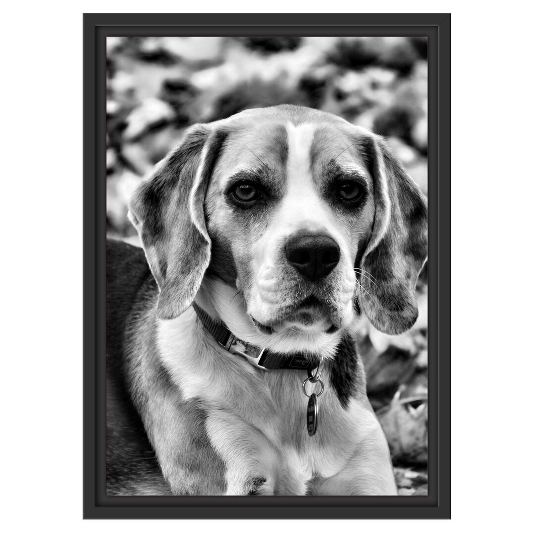 Gerahmtes Wandbild kleiner BeagleLaub