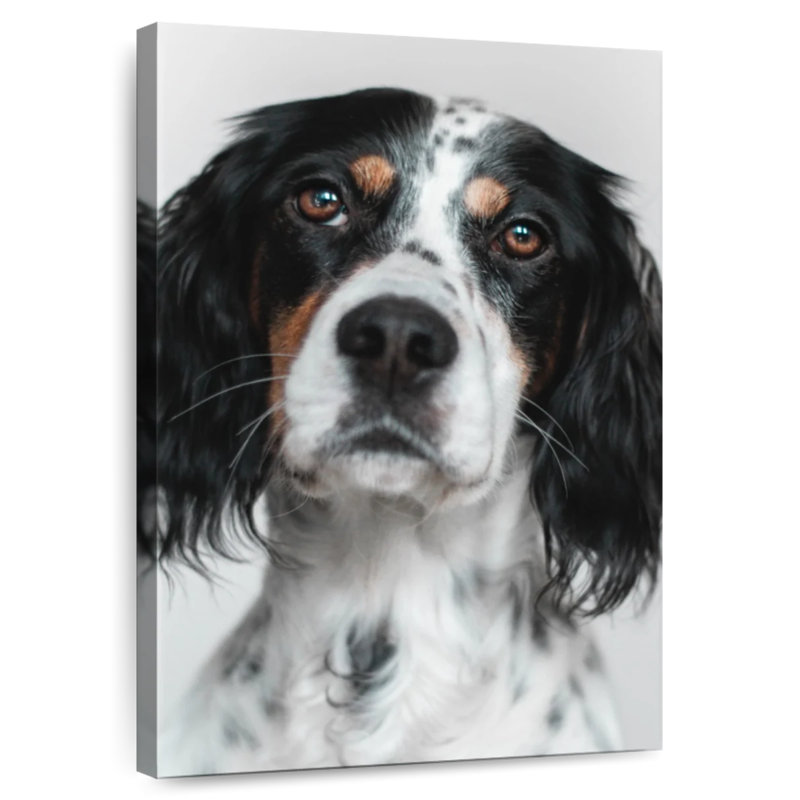 Brampt English Setter Dog, 12" H x 8" W