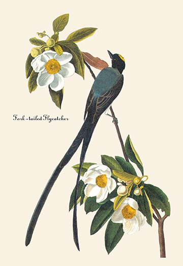 « fork tailed flycatcher » par john james audubon, impression, H 66 po x l 44 po x P 1,5 po