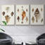 Sowerby Shells IV, ensemble de 3 toiles encadrées sur toile-97706434-97706441