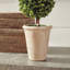 Thisbe 20'' Boxwood Topiary in Ceramic Pot