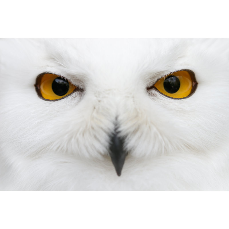 Snowy Owl - Wrapped Canvas Print, 30cm H x 46cm W x 3.8cm D