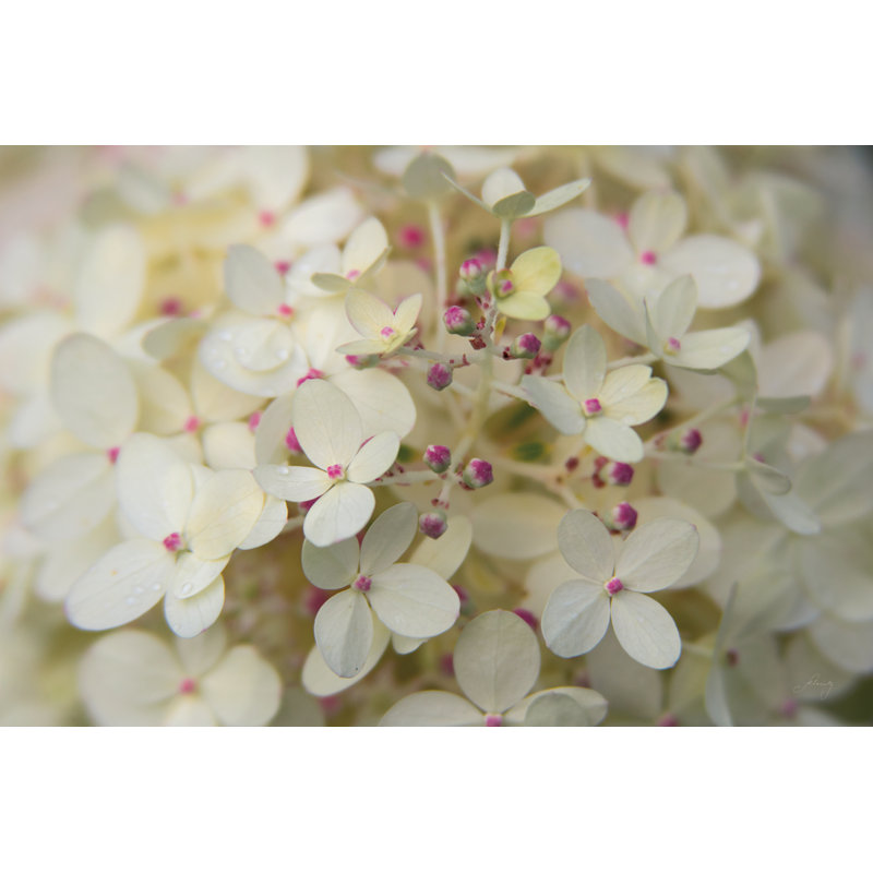 «Hydrangea Delight II» par Felicity Bradley, reproduction de photo sur toile tendue, H 24 po x l 36 po