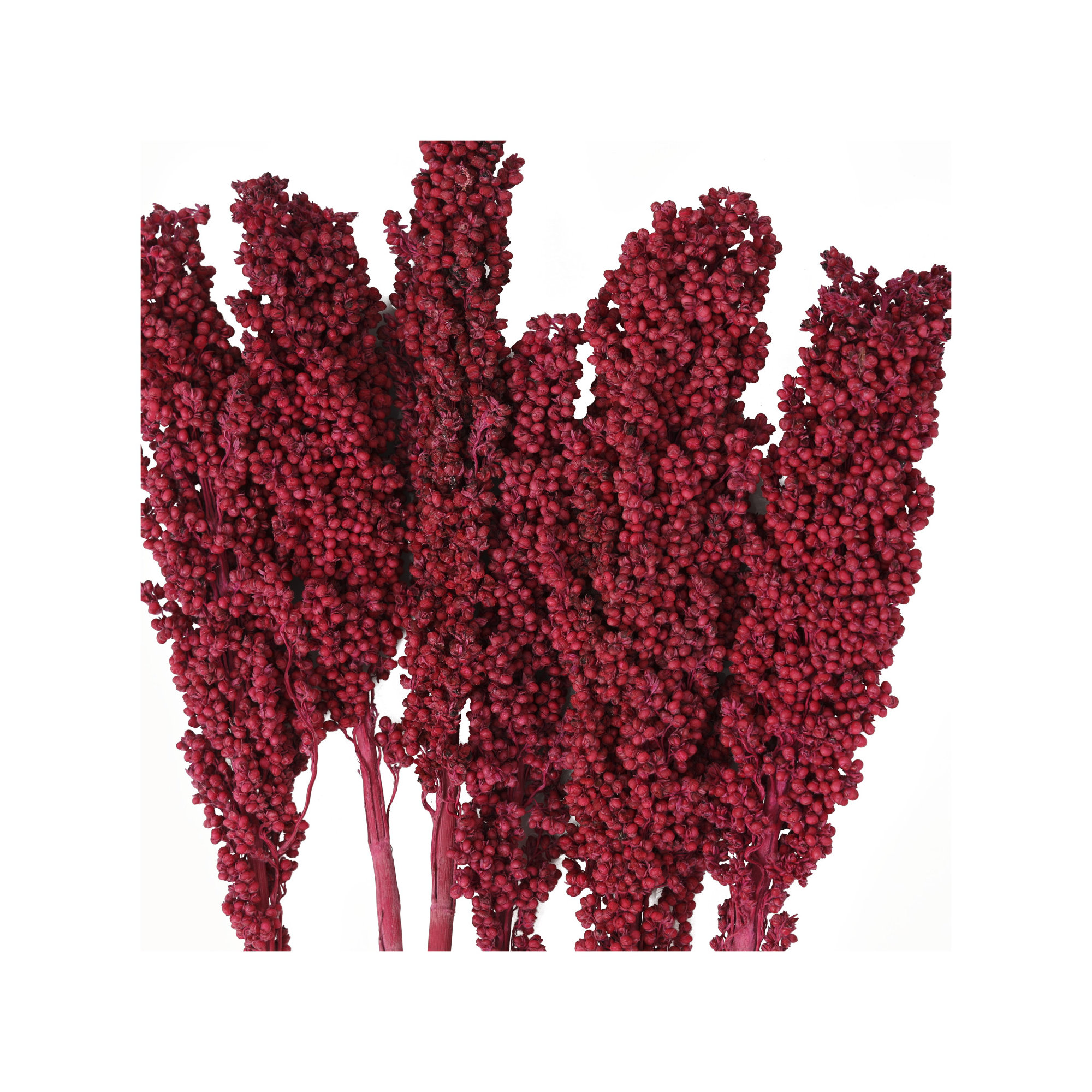 Clerkin Natural Dried Plant Floral And Botanical Artificial Foliage, Pink