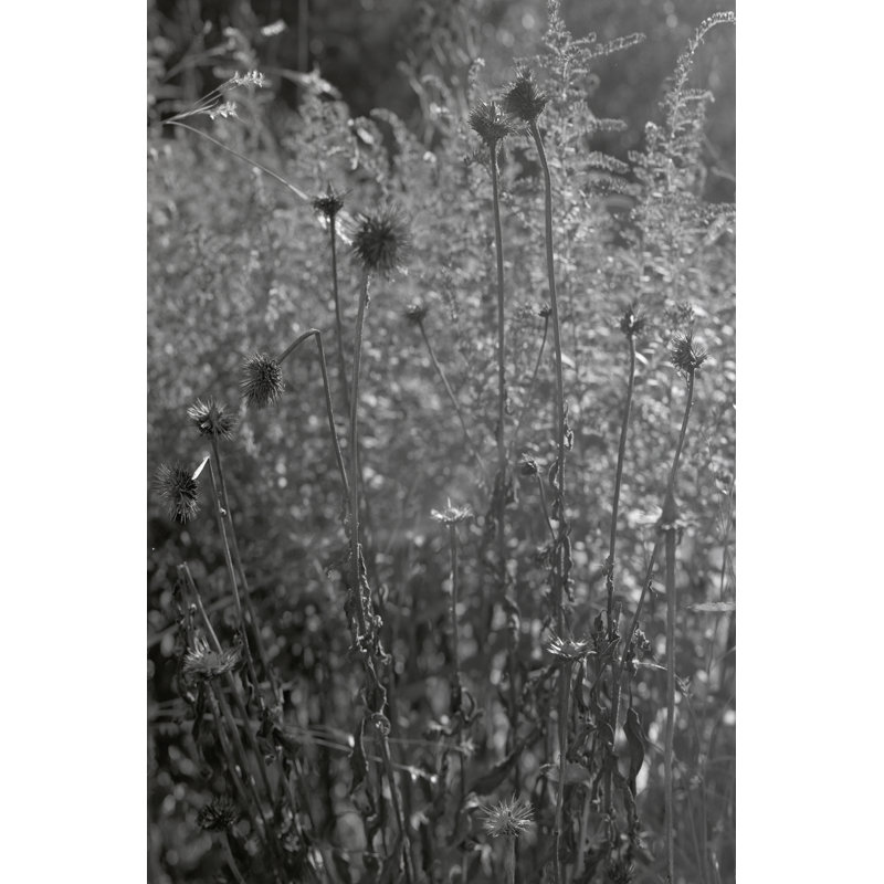 Teis Coneflowers In Autumn by Tony Smith - Wrapped Canvas Photograph, 46 cm H x 30 cm W