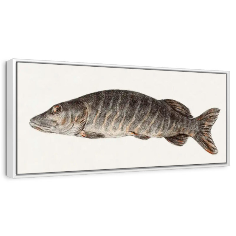 Brochet, 37" X 13", Floating Frame White