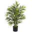 Areca Palm Tree in Pot-514756378