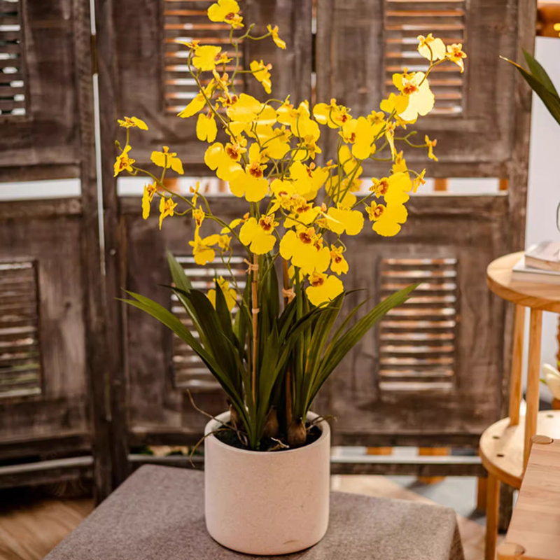 Orchidée en pot, H 30,7 po x l 7,28 po x P 19,6 po