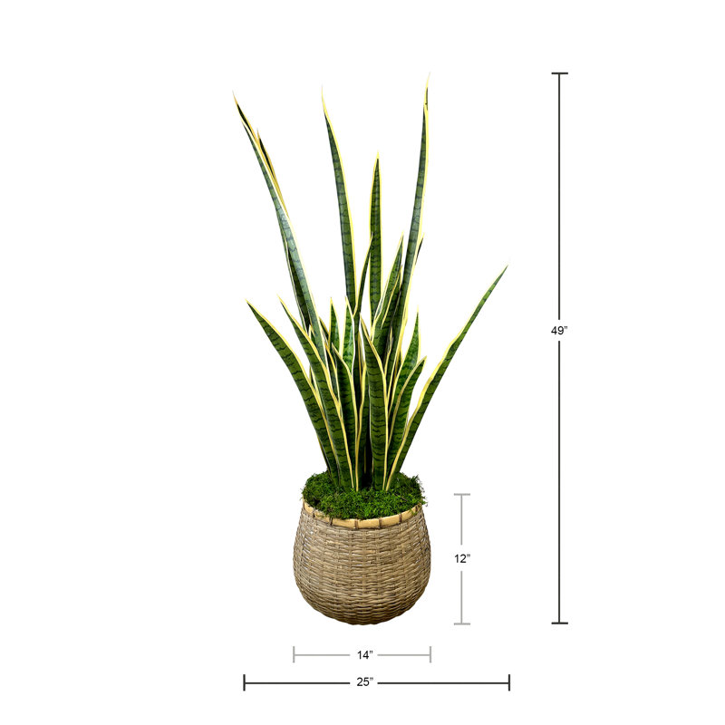 Snake Plant With Moss