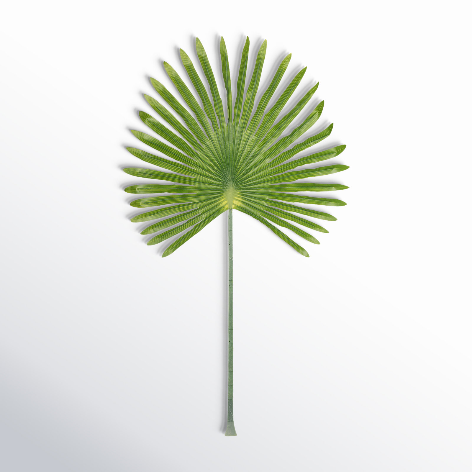 Light Green Giant Fan Palm Leaf Stem, Dark Green