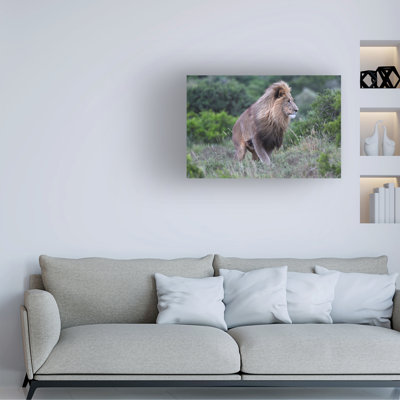 Art sur toile «Bob Bob Langrish Lion»