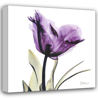 X-ray Royal Purple Parrot Tulip