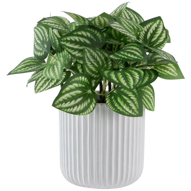 6,5 plantes
