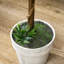 60cm Plant