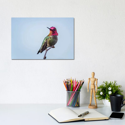 USA. Washington State. Male Anna's Hummingbird Flashes His Iridescent Gorget. by Gary Luhm - Wrapped Canvas Print