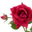 Bouquet Of Roses Three Tone White Real Touch 72 Pcs/3 Varieties-1868985661
