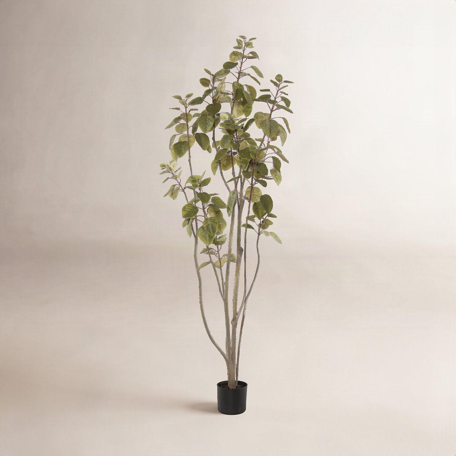 Cotinus Coggygria Tree in Pot, 60" H x 22" W x 22" D