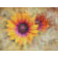 Daisies Print by Scott Norris-65790333-132432868