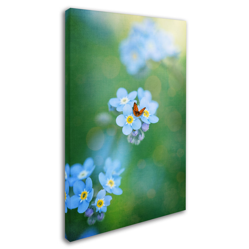 Forget-Me-Not - reproduction de photo sur toile, H 19 po x l 12 po x P 2 po