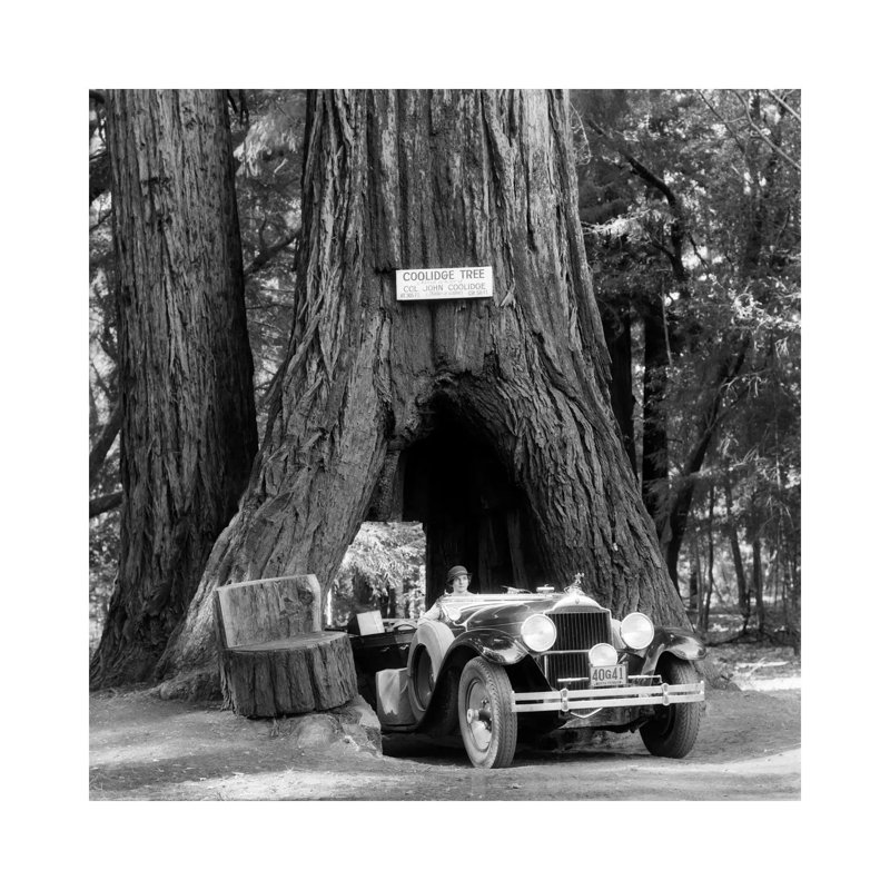 1930s Woman Driving Convertible Car Through Opening In Giant Sequoia Tree Trunk Coolidge Tree Mendocino California - Wrapped Canvas Print