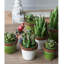 Figurine en céramique Echeveria-1695784437