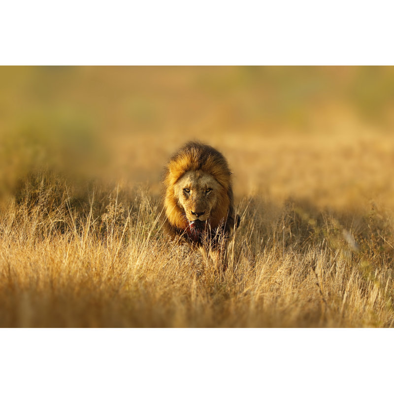 Lion - Wrapped Canvas Print, 30cm H x 46cm W x 3.8cm D