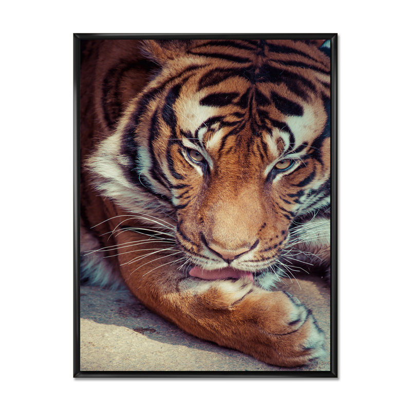 Portrait d'un visage de tigre II - peinture sur toile, H 40 po x l 30 po, Toile à cadre flottant noir