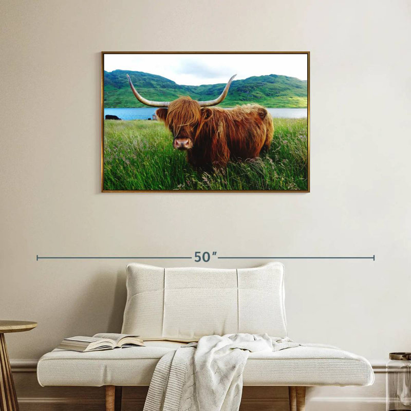 Vache Highland, Cadre flottant doré, 37 po x 25 po