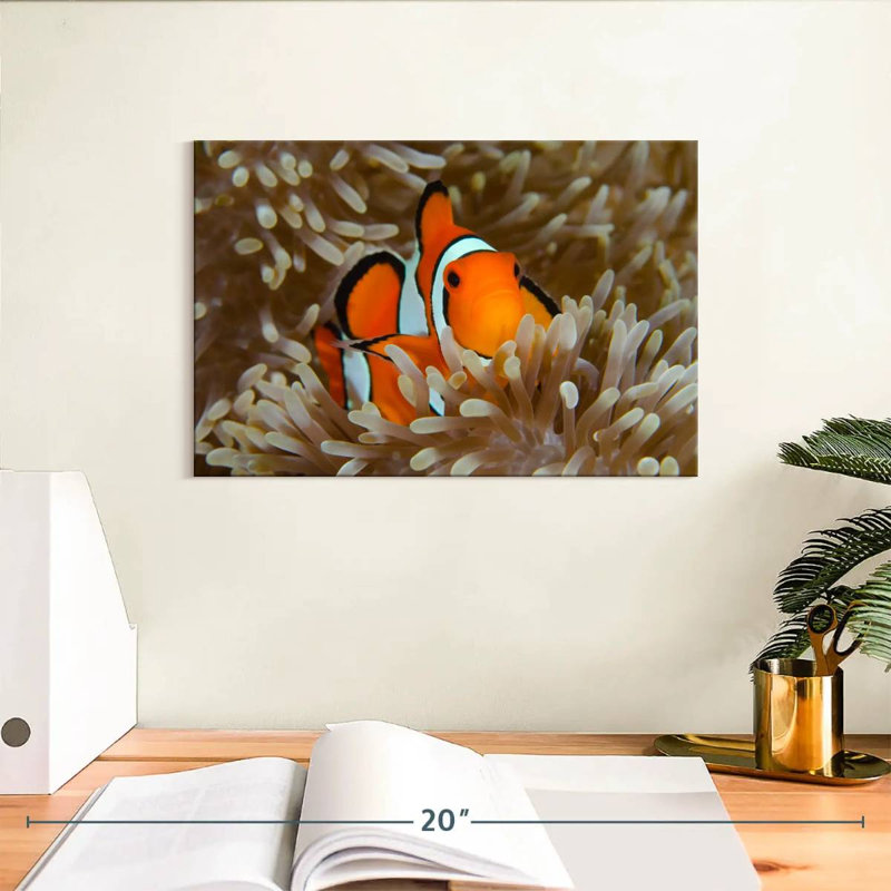 Bramem Wakatobi Anemonefish Pet, H 8 po x l 12 po