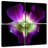 Harnek Solo Orchid