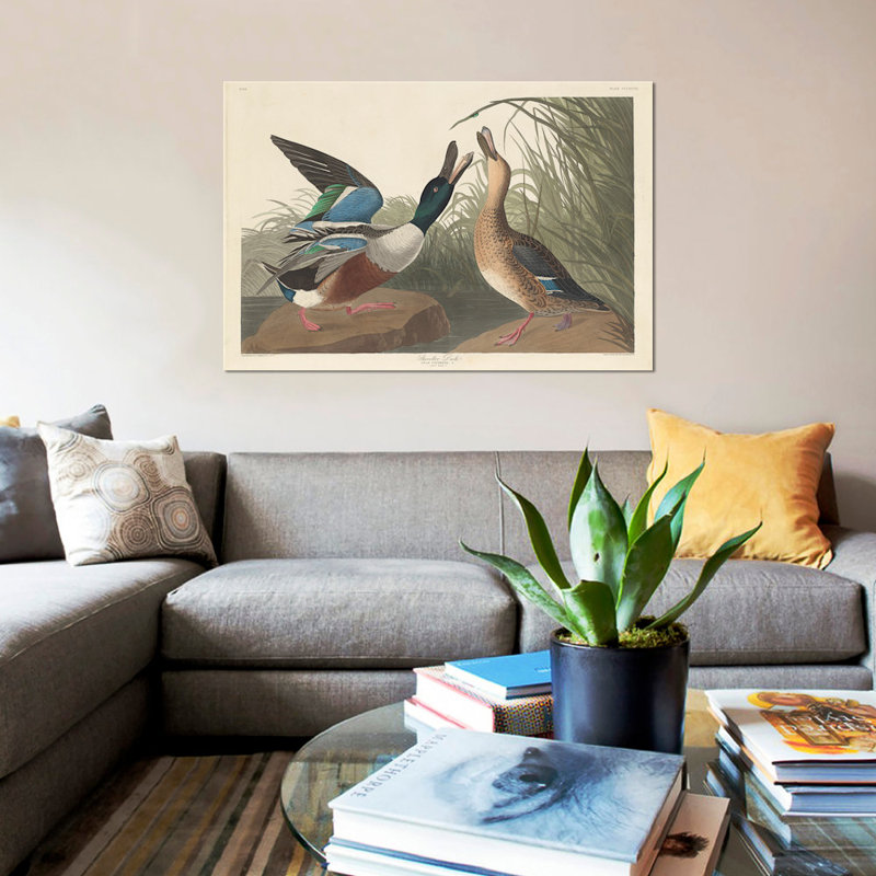 « shoveller duck », impression sur toile, H 8 po x l 12 po x P 0,75 po, Toile tendue, Pas de tapis