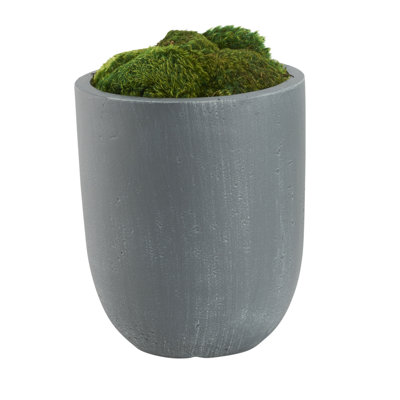 Moss Plant in Planter