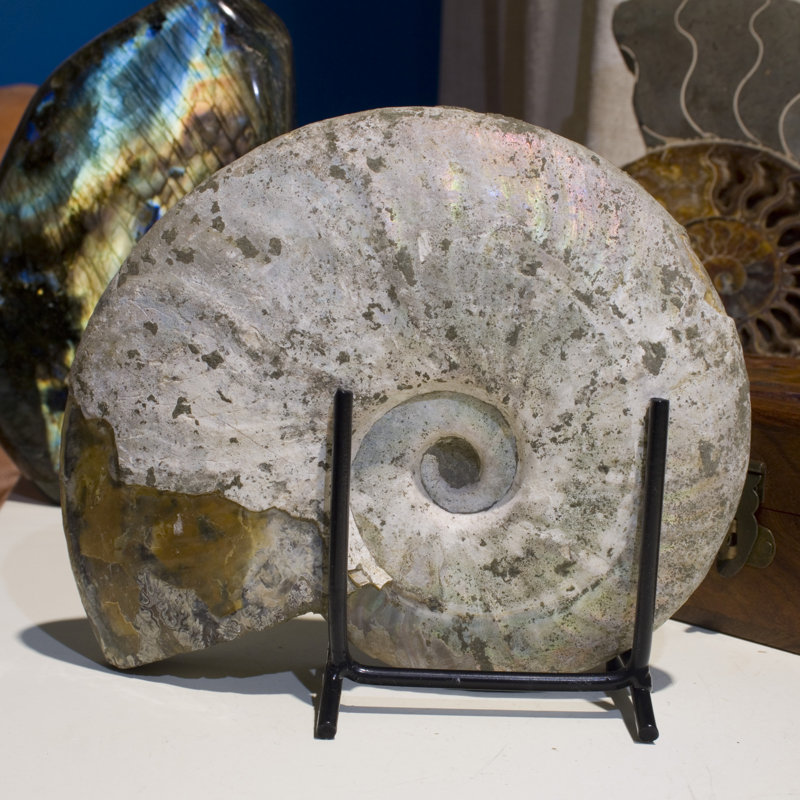Iridescent Ammonite Fossil, 5" H x 6" W x 1.5" D