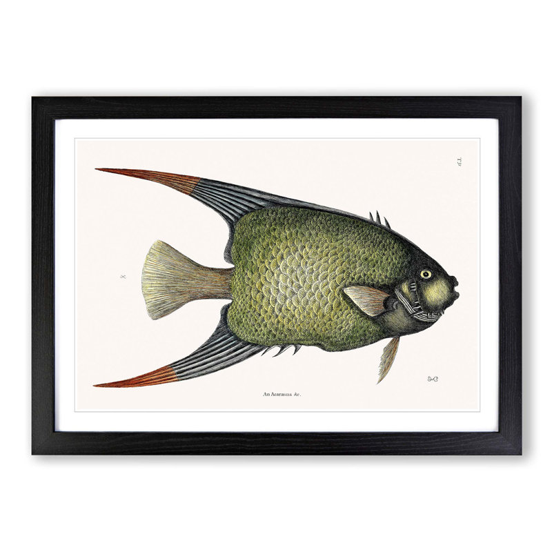 Angel Fish by Mark Catesby - Single Picture Frame Painting, 45cm H x 63cm W x 2cm D, Black Framed