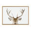 «Stag Peekaboo» par Amy Peterson, reproduction d'art sur toile encadrée-477942256