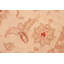 Tapis beige / brun en laine noué à la main de style oriental rectangulaire 6 pi 2 po x 8 pi 10 po Baccio