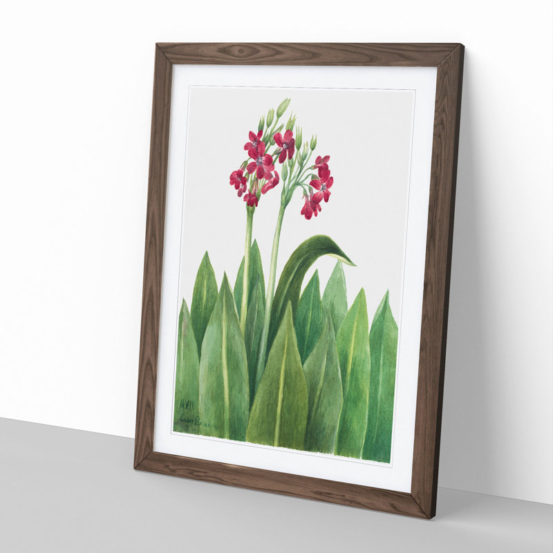 Primrose by Mary Vaux Walcott - Picture Frame Painting, 48cm H x 36cm W x 2cm D, Walnut Framed