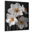 Monochromes blancs jaunes botaniques jonquilles I - jonquilles murales-1638424053-1638424054