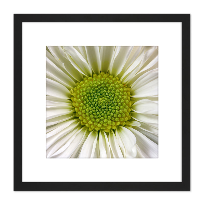 DeSousa White Chrysanthemum Flower - Single Picture Frame Print