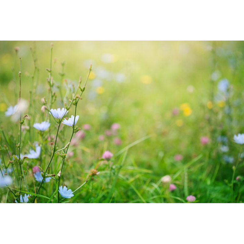 Spring Background by Jasmina007, 8" H x 12" W