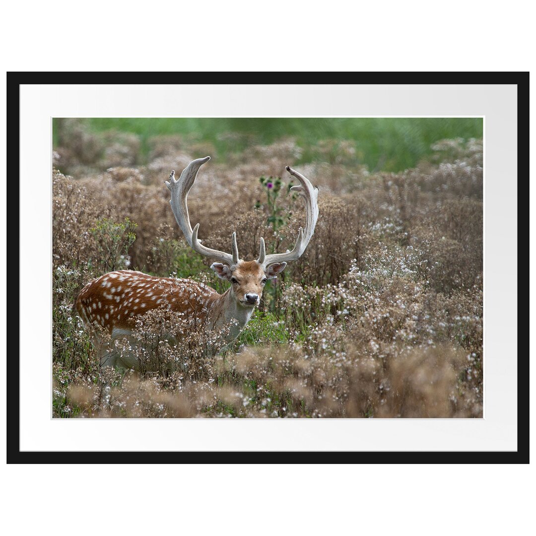 Gerahmtes Poster Axishirsch auf Wildwiese