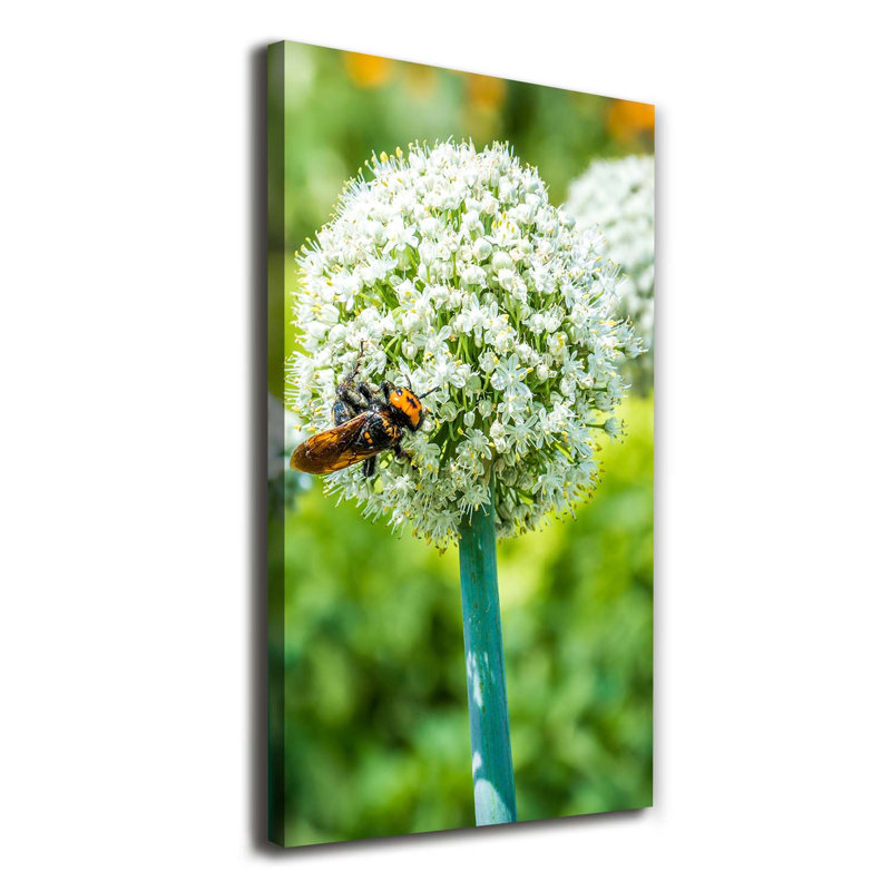 Garlic Flowers - Wrapped Canvas Print