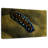 Linda's Flatworm-2145755393