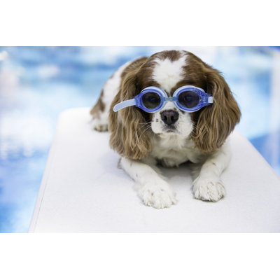 Pool Puppy With Blue Goggles by GenNealPhoto - Wrapped Canvas Print
